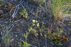 Drymocallis convallaria