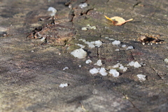 Exidia thuretiana
