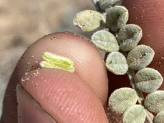 Astragalus anemophilus