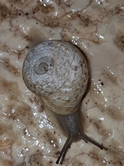 Levantina spiriplana