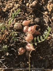 Astragalus lentiginosus semotus