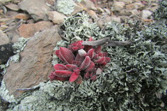 Crassula pubescens
