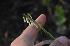 Boechera retrofracta