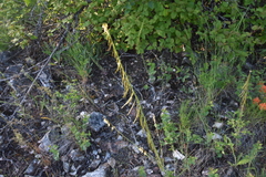 Boechera retrofracta