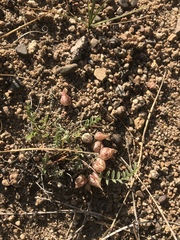 Astragalus lentiginosus semotus
