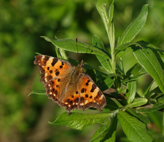 Polygonia c-album