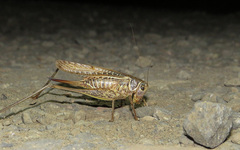 Decticus albifrons