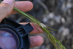 Boechera retrofracta