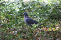 Columba palumbus