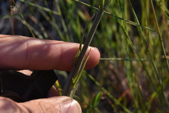 Boechera retrofracta