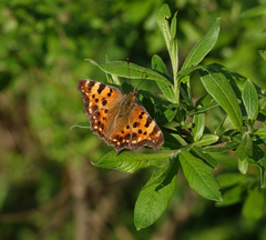 Polygonia c-album