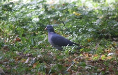 Columba palumbus