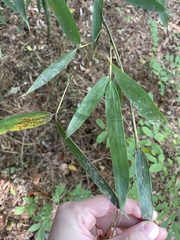 Phyllostachys aurea