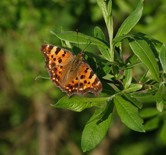 Polygonia c-album