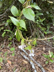 Elytropus chilensis