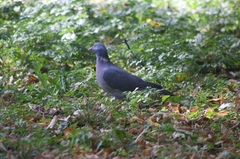 Columba palumbus