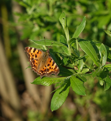 Polygonia c-album