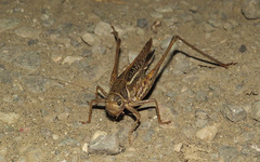 Decticus albifrons