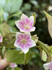 Elytropus chilensis