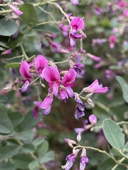 Lespedeza texana