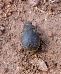 Phyllophaga lanceolata