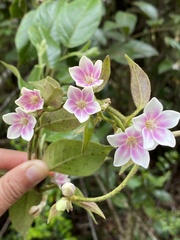 Elytropus chilensis