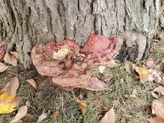 Ganoderma sessile