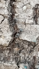 Cephalotes texanus