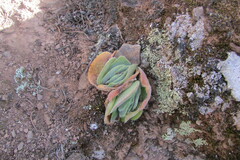 Crassula tomentosa