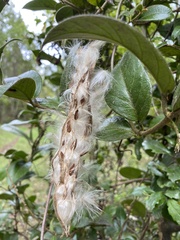 Elytropus chilensis