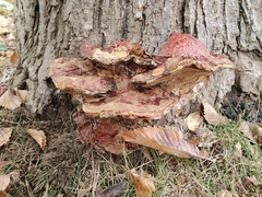 Ganoderma sessile