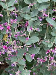 Lespedeza texana