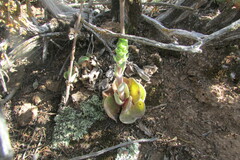 Crassula tomentosa