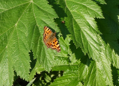 Polygonia c-album