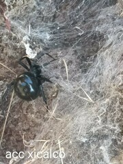 Latrodectus mactans