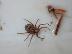 Philodromus collinus