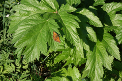 Polygonia c-album