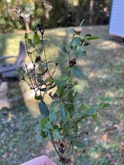 Hypericum hypericoides
