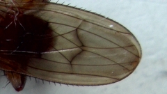Suillia notata