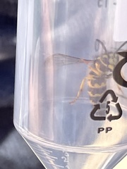 Vespula