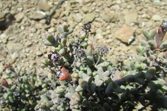 Smicrostigma viride
