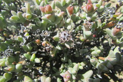Smicrostigma viride