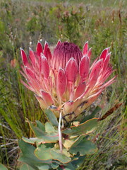 Protea eximia