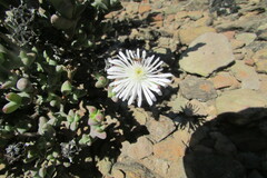 Smicrostigma viride