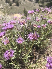 Monardella odoratissima glauca