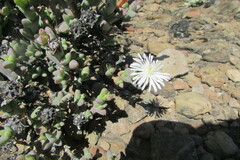 Smicrostigma viride
