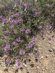Monardella odoratissima glauca