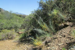 Anginon swellendamense