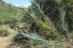 Anginon swellendamense