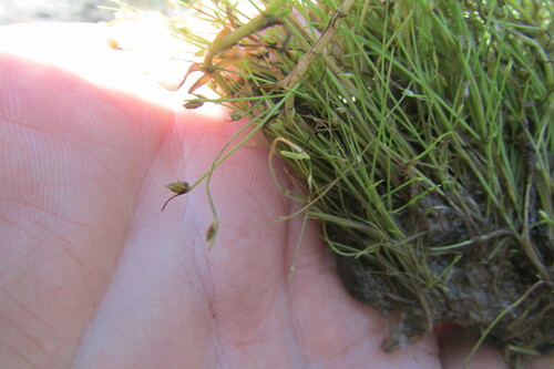 Image of Isolepis sepulcralis by (c) James Deacon, some rights reserved (CC BY-SA)